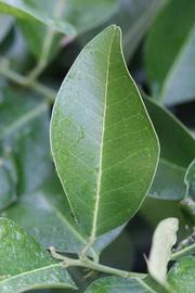              Unifoliolate leaf (Riverside, CA)       