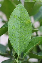              Unifoliolate leaf (Riverside, CA)       