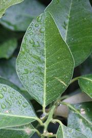              Unifoliolate leaf (Riverside, CA)       