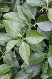            Sun leaves (Riverside, CA)   