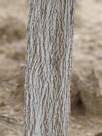              Bark (Riverside, CA)       