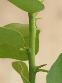              First year twig (Riverside, CA)       