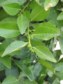              Leaves and flowers (Riverside, CA)       