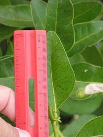              Unifoliolate leaf (Riverside, CA)       