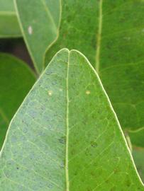              Margin (Riverside, CA)       