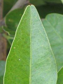              Margin (Riverside, CA)       