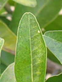              Margin (Riverside, CA)       