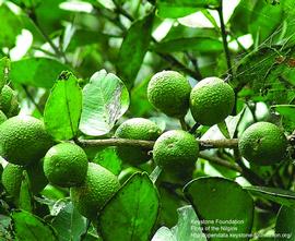              Fruit (© Keystone Foundation, Flora of the   Nilgris)       