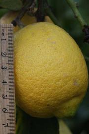              Fruit (Riverside, CA)       