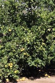              Habit (Riverside, CA)       