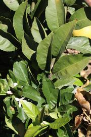              Sun leaves (Riverside, CA)       