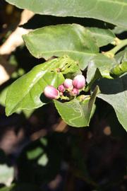              Inflorescence (Riverside, CA)       