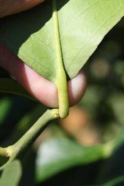              Petiole (Riverside, CA)       