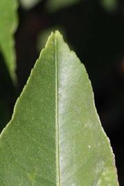              Margin (Riverside, CA)       