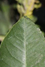              Margin (Riverside, CA)       