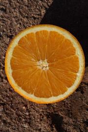              Fruit cross-section (Riverside, CA)       