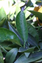              Unifoliolate leaf (Riverside, CA)       