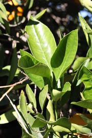            Sun leaves (Riverside, CA)   