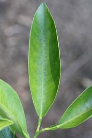              Unifoliolate leaf (Riverside, CA)       