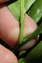              Petiole (Riverside, CA)       