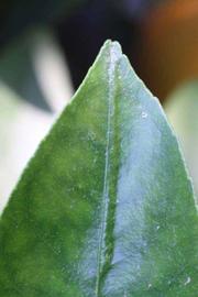              Leaf margin (Riverside, CA)       