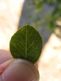               Margin (Winter Haven, FL)       