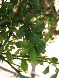            Shade leaves (Winter Haven, FL)   