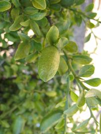            Fruit (Winter Haven, FL)   