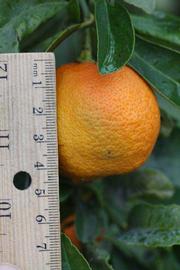              Fruit (Australian Red, Riverside, CA)   