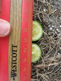              Fruit cross-section (Winter Haven, FL)       