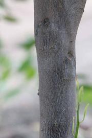                 Bark (Avana Apireno, Riverside, CA)       