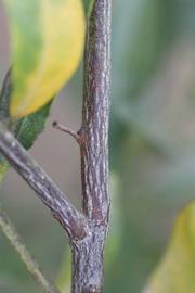                 Second - third year twig (Avana   Apireno, Riverside, CA)       