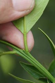                Petiole (Avana Apireno, Riverside, CA)       