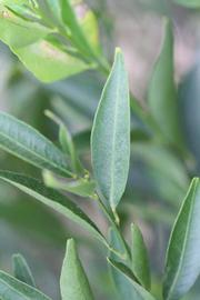                Unifoliolate leaf (Avana Apireno, Riverside,   CA)       