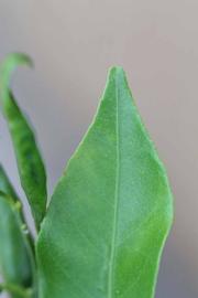                Margin (Avana Apireno, Riverside,   CA)       