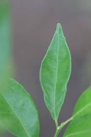                Unifoliolate leaf (Avana Apireno, Riverside,   CA)       
