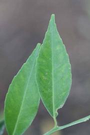                Unifoliolate leaf (Avana Apireno, Riverside,   CA)       