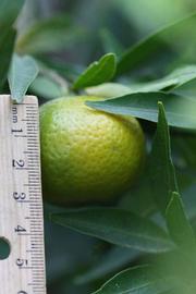                Fruit (Avana Apireno, Riverside, CA)       