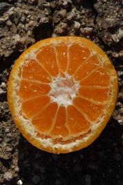              Fruit cross-section (Avana Apireno, Riverside,   CA)       