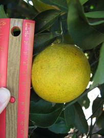              Fruit (Winter Haven, FL)       