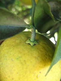              Fruit (Winter Haven, FL)       