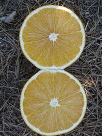              Fruit cross-section (Winter Haven, FL)       