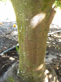              Bark (Winter Haven, FL)       