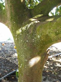              Bark (Winter Haven, FL)       