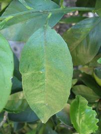              Unifoliolate leaf (Winter Haven, FL)       