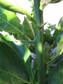                First year twig (Winter Haven,   FL)       