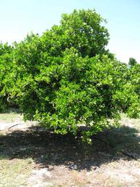              Habit (Winter Haven, FL)       