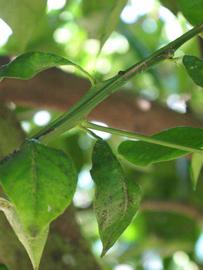              First year twig (Winter Haven, FL)       