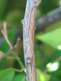              Second - third year twig (Winter Haven,   FL)       