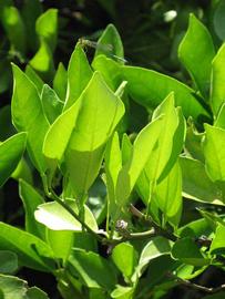             Sun leaves (Winter Haven, FL)       